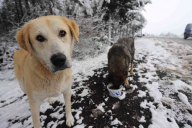Kartal Belediyesi kar yağışında sokak hayvanlarını unutmadı